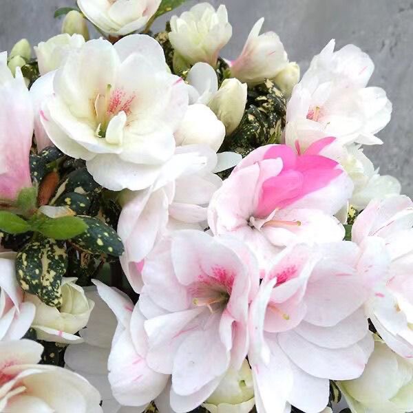 姐妹花木场