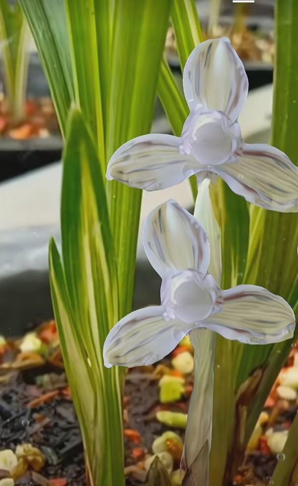 兰花香香苑