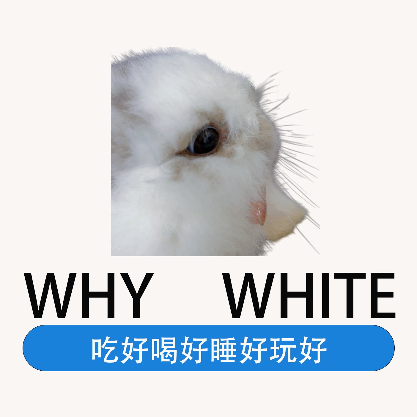 鲁班和小白的宠物店