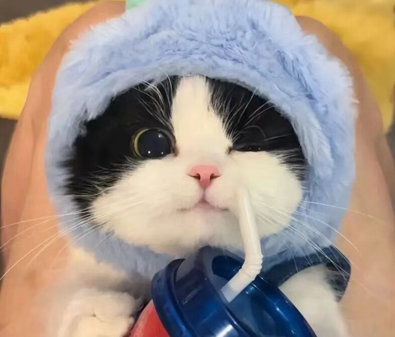 爱它宠物用品精选