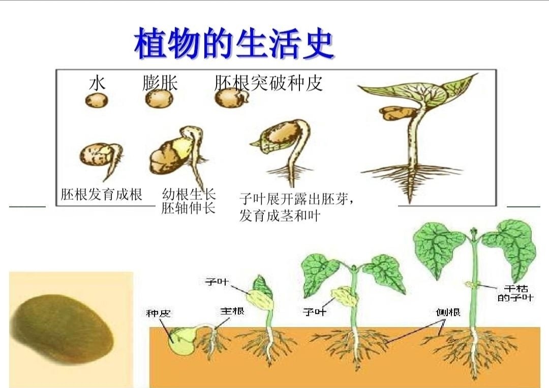 花菜树