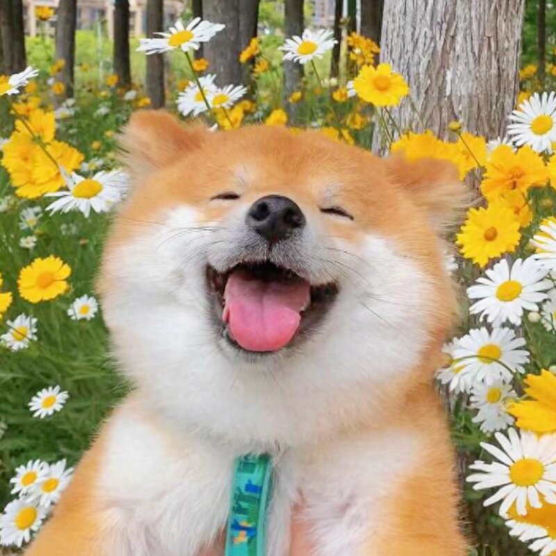 乐一宠物