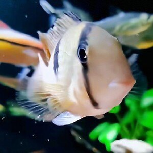 淡水笔记