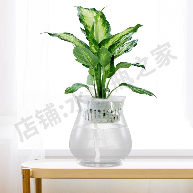 水培瓶之家