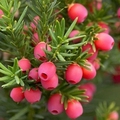 美家花卉苑