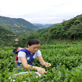 茗源雀舌直销店