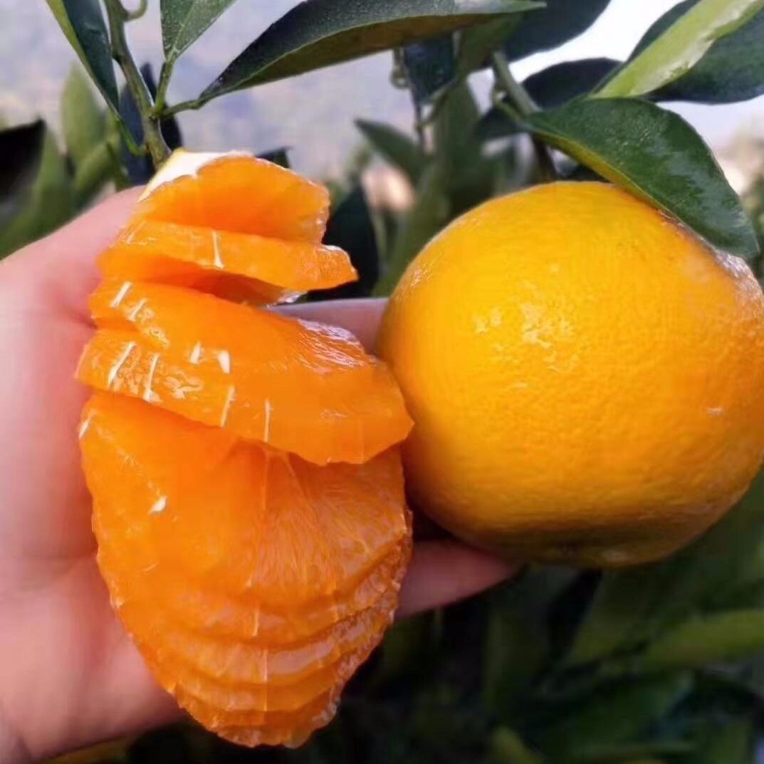 橙漾鲜果