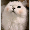 甜系猫屋