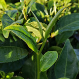 小朱朱茶叶店