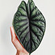 SAM植物研究所