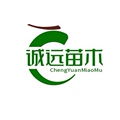 诚远苗木主营银海枣狐尾椰华棕加拿利布迪椰