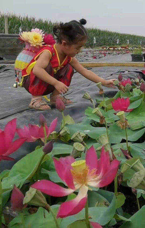 耿飞花卉