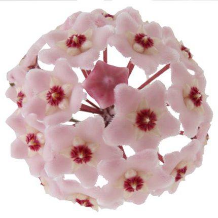 打渔种菜花卉 店铺LOGO