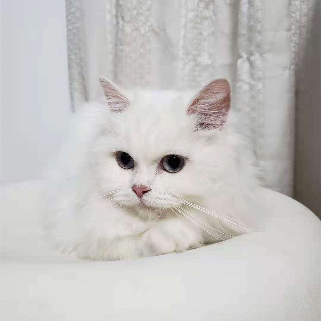 米牙的猫咪小站