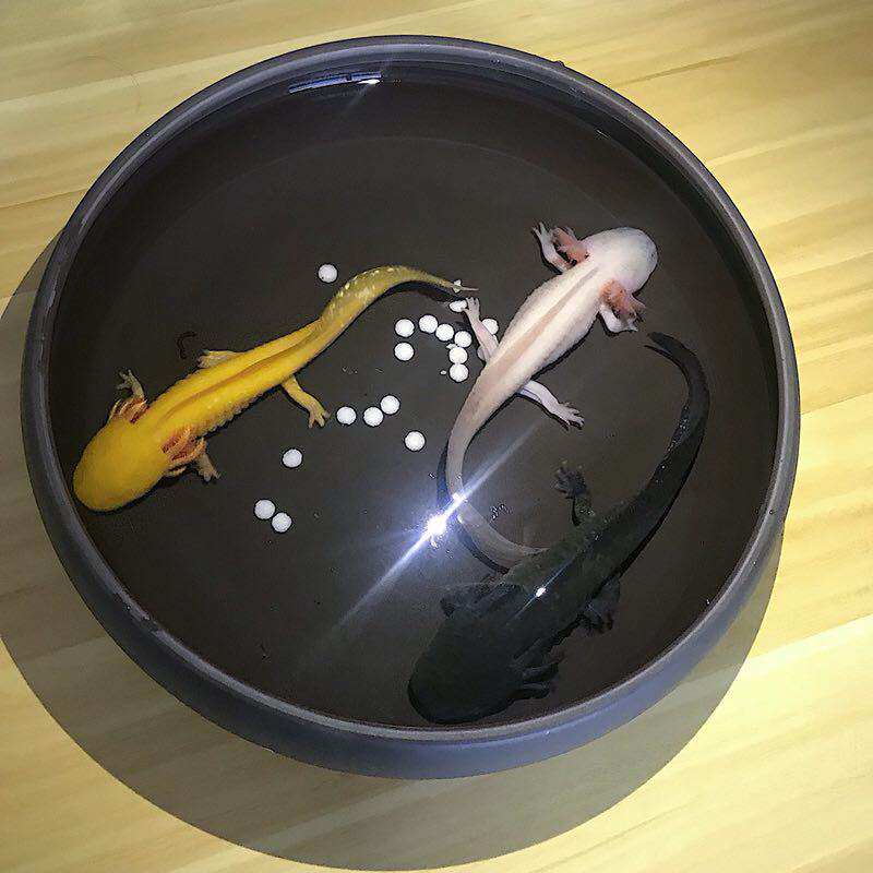 六角恐龙世界