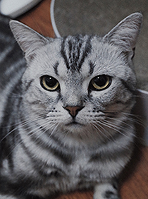 肥猫啊饼