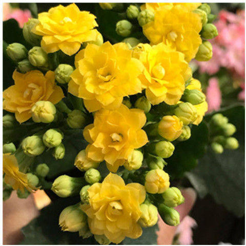 沭阳峰绿花卉园艺场