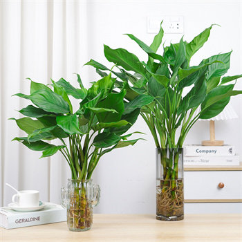 简型绿植旗舰店