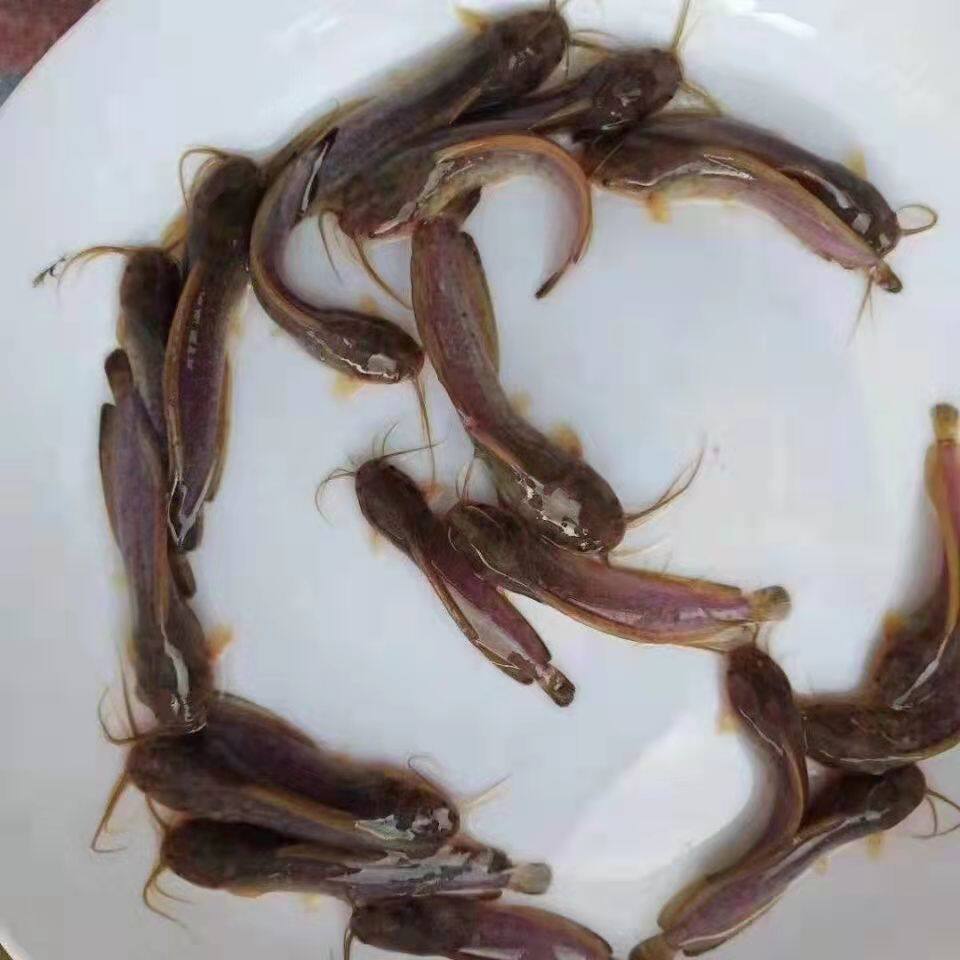 海御水产