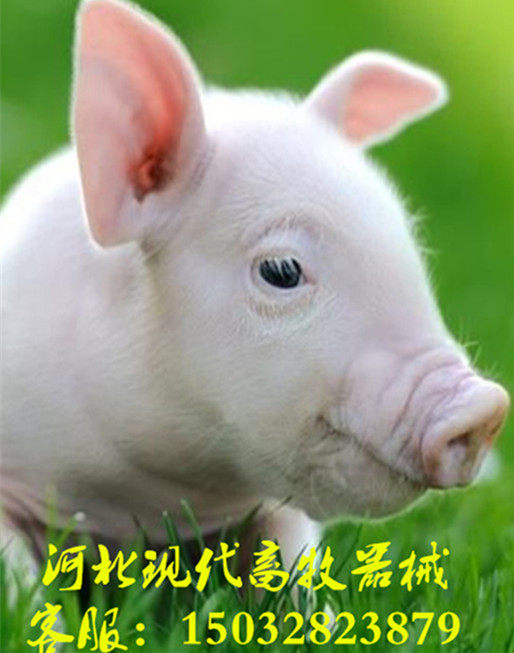 河北现代畜牧器械 店铺LOGO