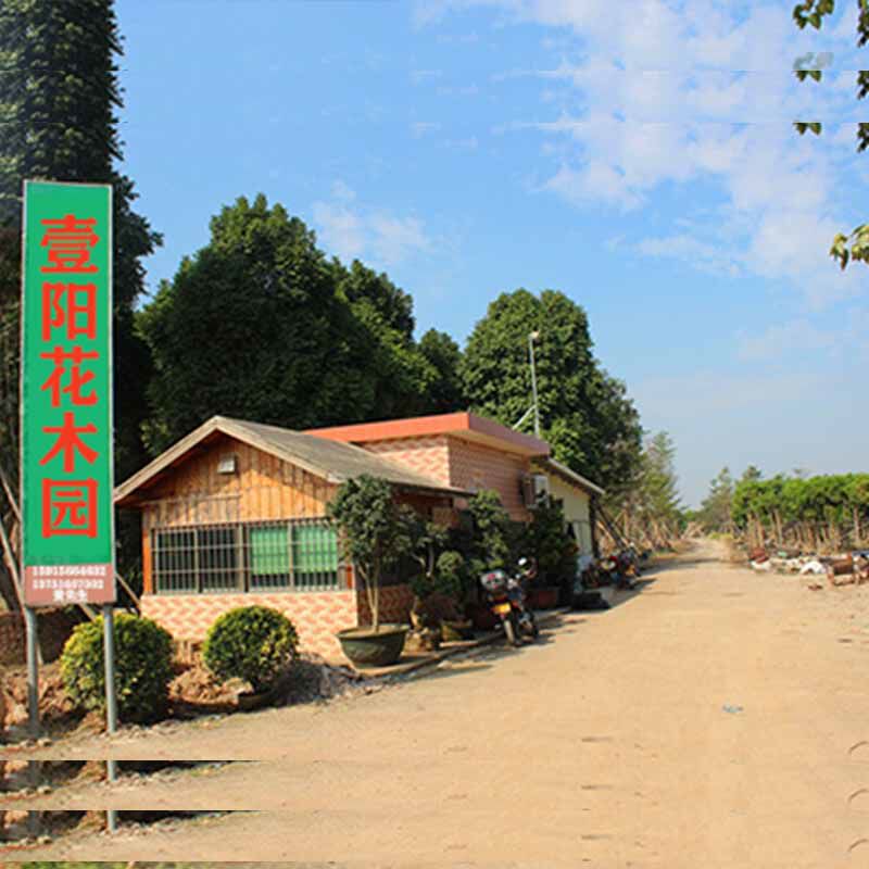 壹阳花木场 揭阳基地花卉绿植盆栽