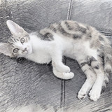 咪小猫o