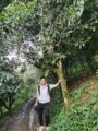 茶农小山