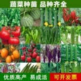 嘉乐种苗