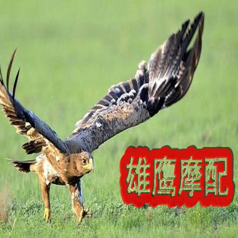 常州雄鹰摩配