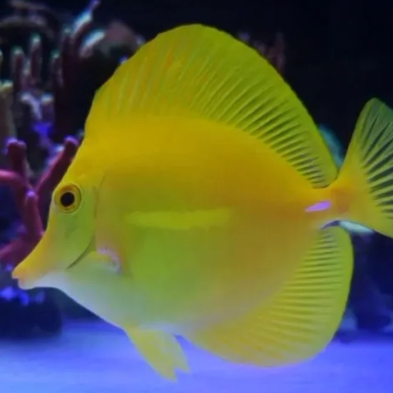 小猫水族馆