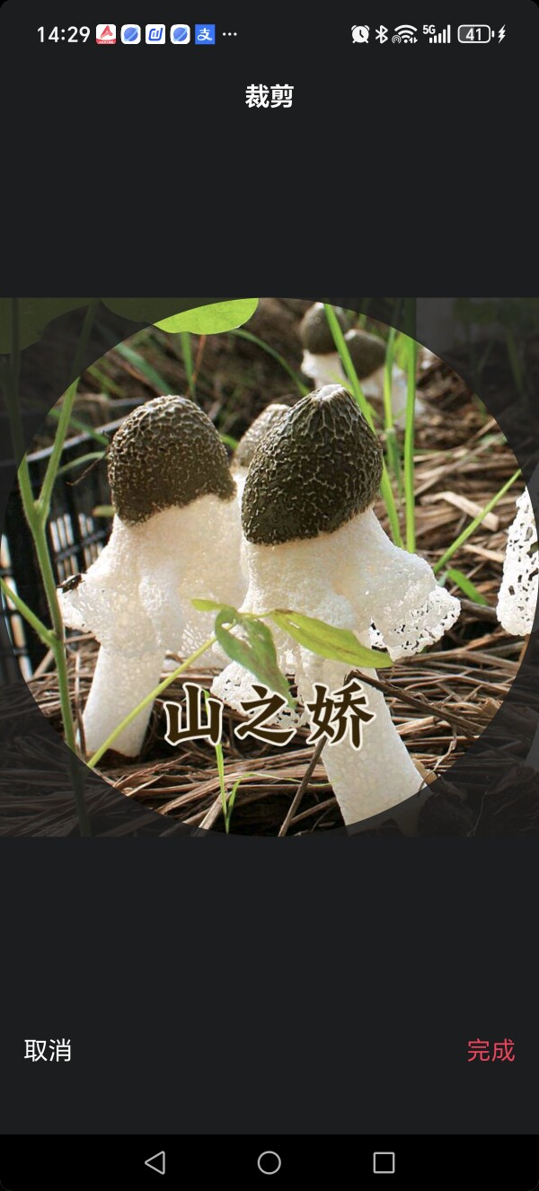 山之娇菌菇干货
