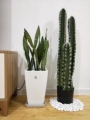 蓝色海洋绿植店