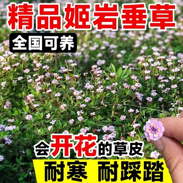 铺面植物园