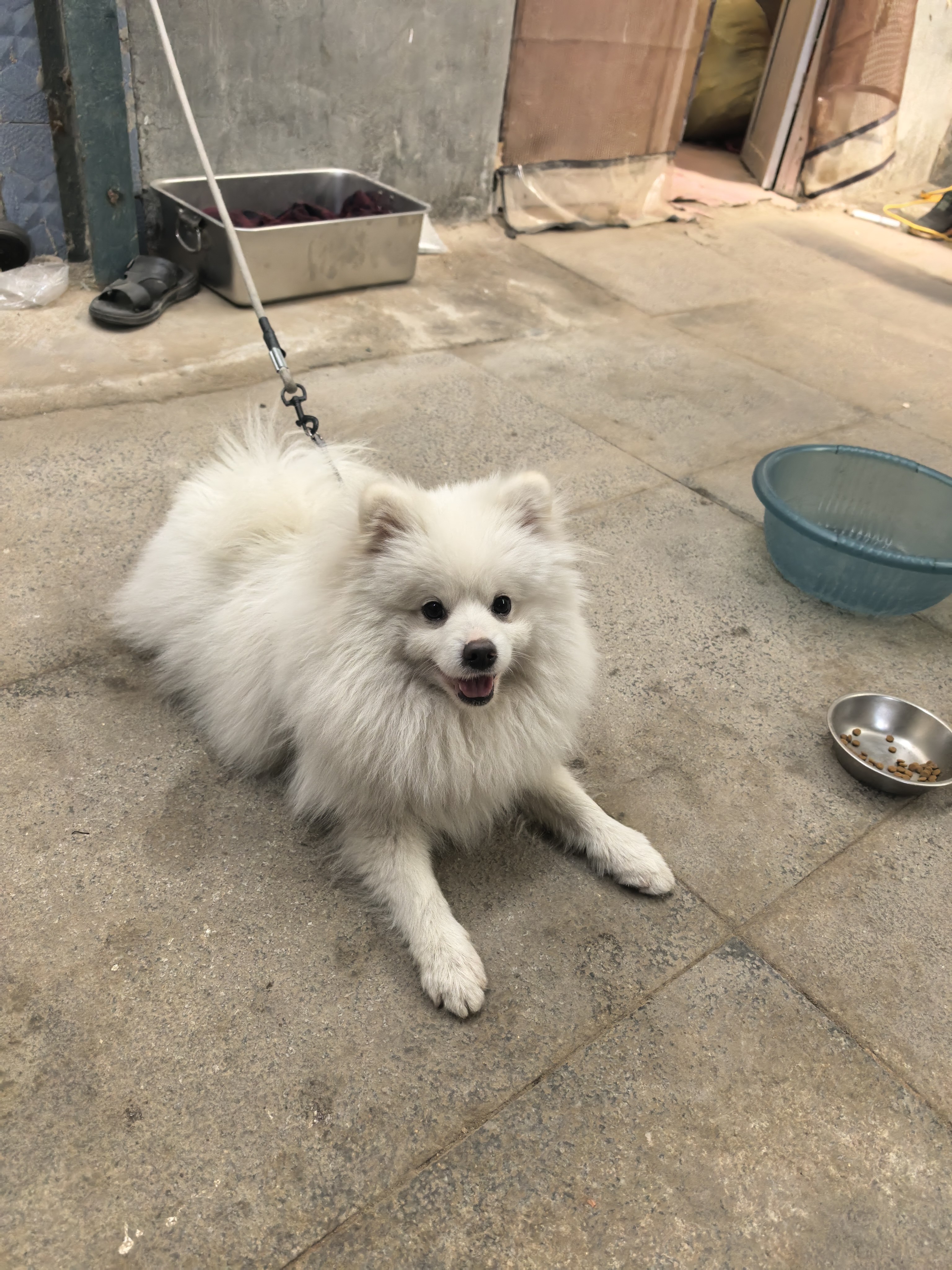 忠犬八公的故事
