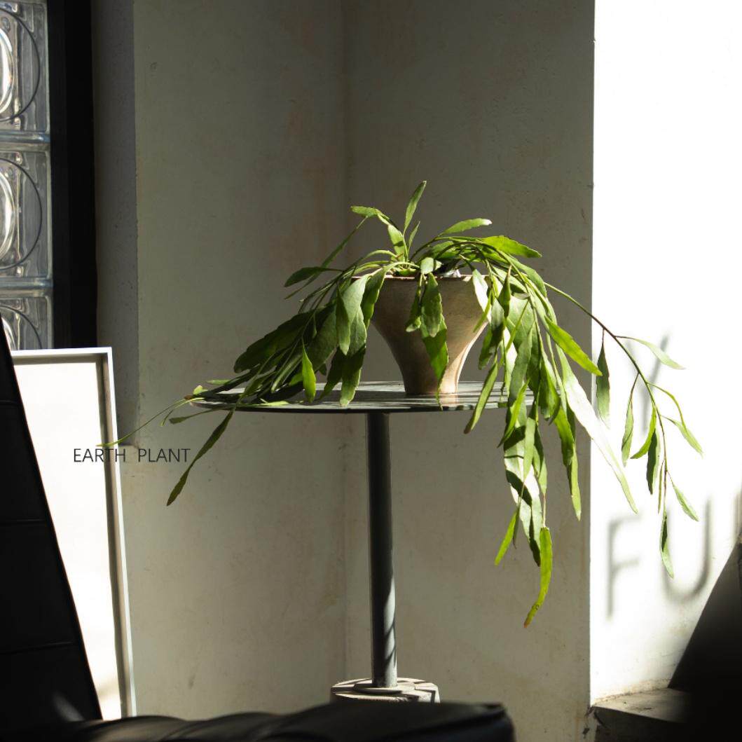 大地植物俱乐部