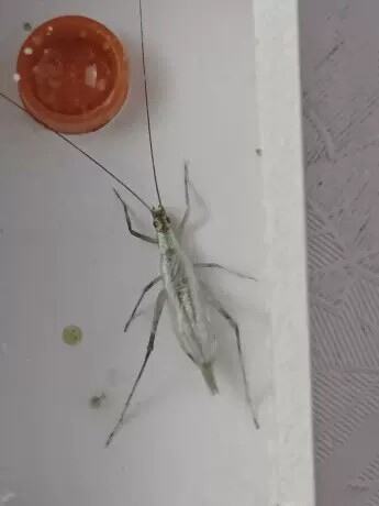 小芳鸣虫