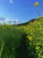 菜果花树有机园艺 店铺LOGO
