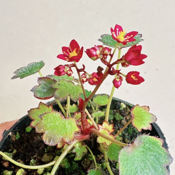 小晴绿植园艺