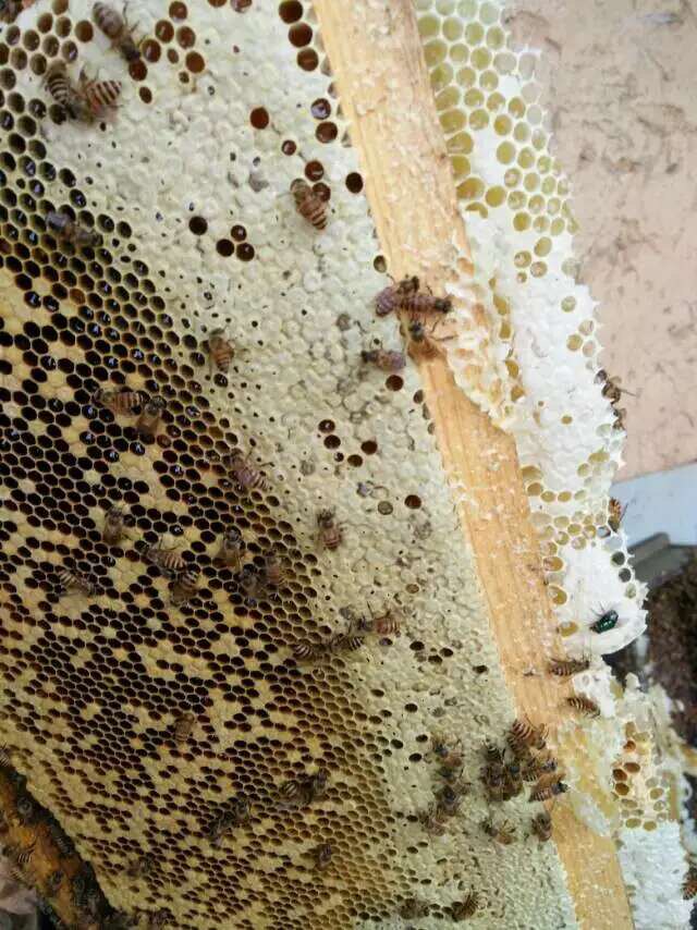 闽杭蜂蜜店
