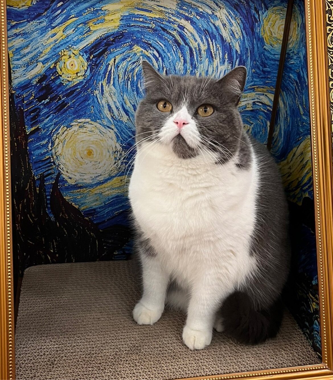 初柒猫猫铺