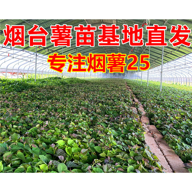 正宗烟薯25薯苗基地