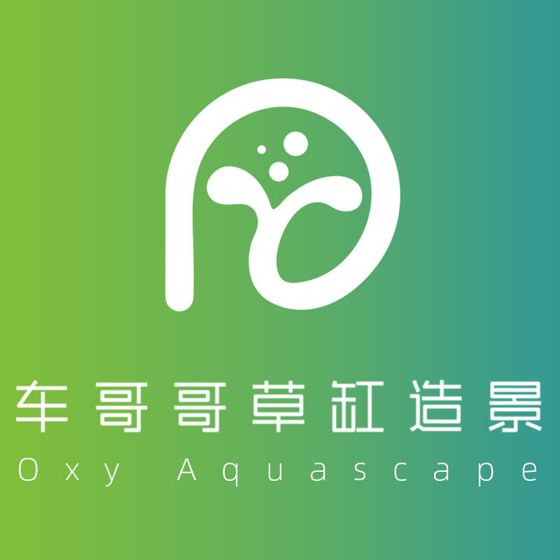 车哥哥草缸工作室
