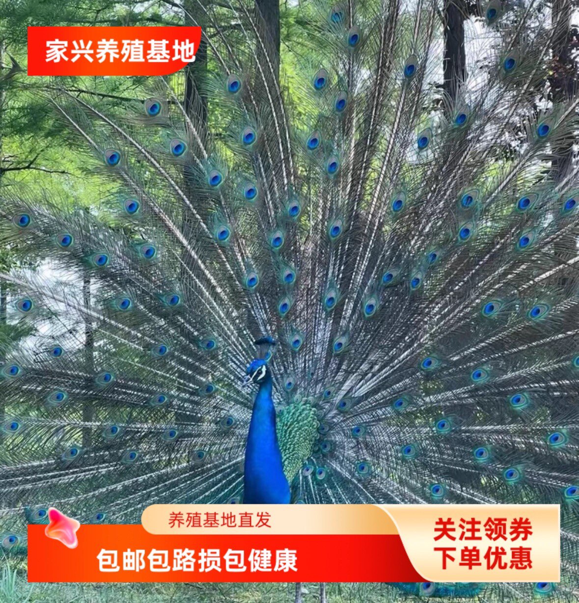 家兴蓝孔雀养殖基地