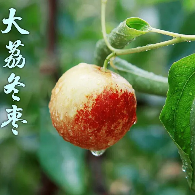 冬枣状元