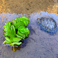 原生态水族缸