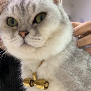 肥咖猫进口运动营养商城