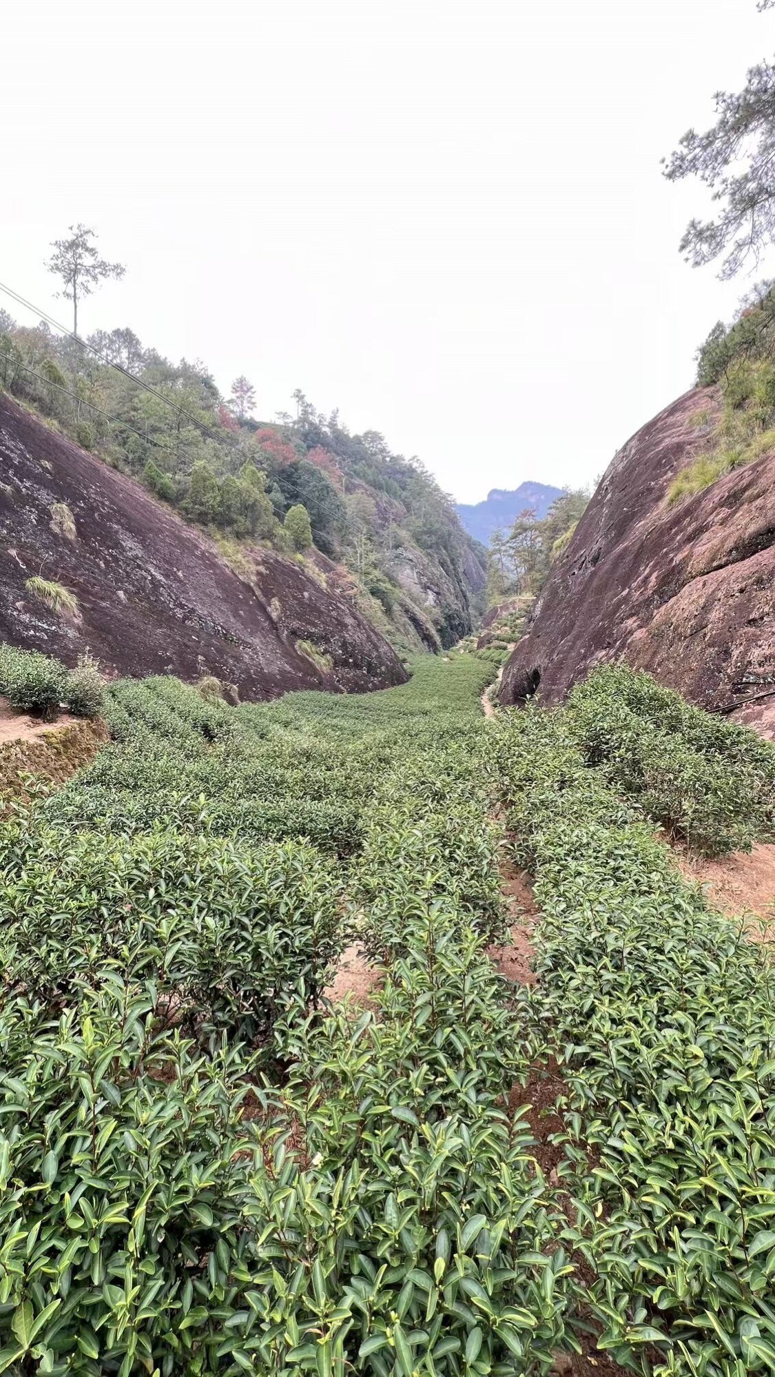 栎坑茶业