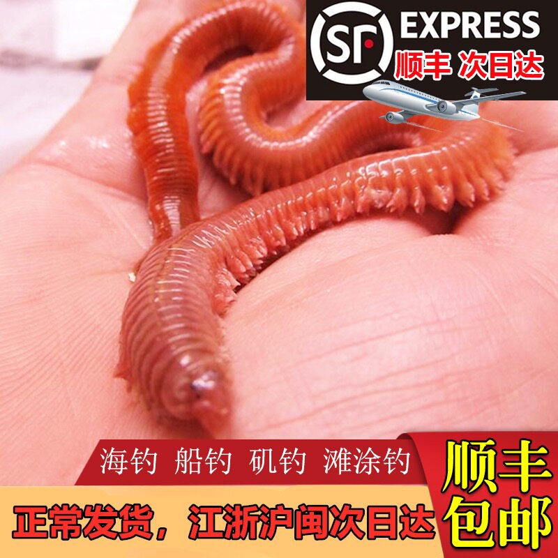 台州沙蚕养殖户