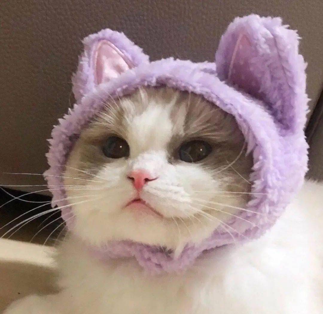 猫猫家小店