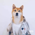 hookhigh宠物用品
